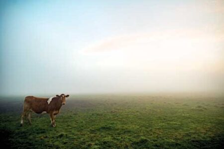The Sacred Cow: Fighting Desertification
